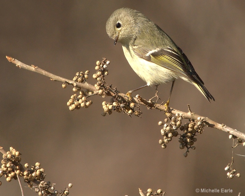 Female Ruby-crowned Kinglet