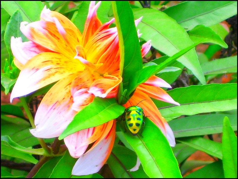Bug belong to flower