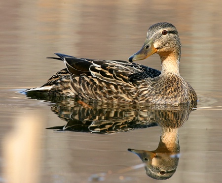 Reflecting Mallerd Hen