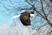 Fly-by......