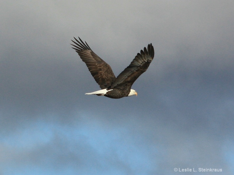 Soaring Heights