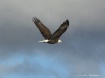 Soaring Heights