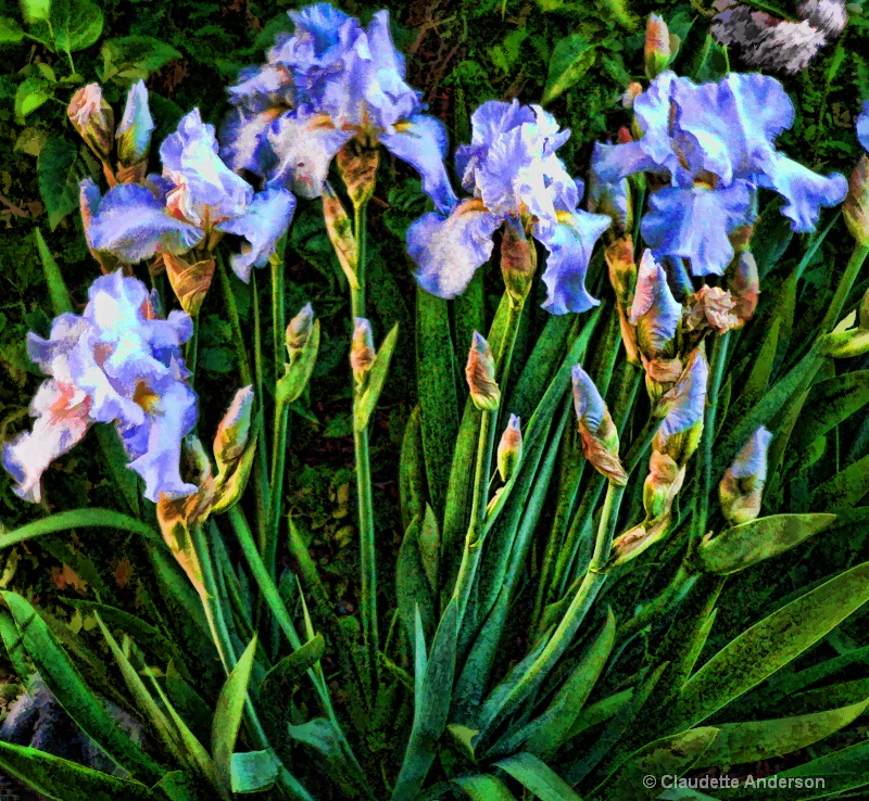 Iris Bunch - Springtime Beauties