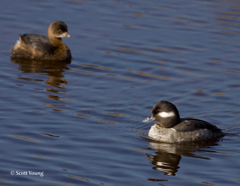 Bufflehead and Grebe, Chincoteague NWR - ID: 7878718 © Richard S. Young