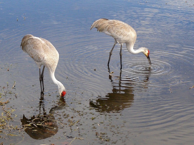 Sandhill Cranes 21