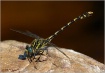 Anisoptera