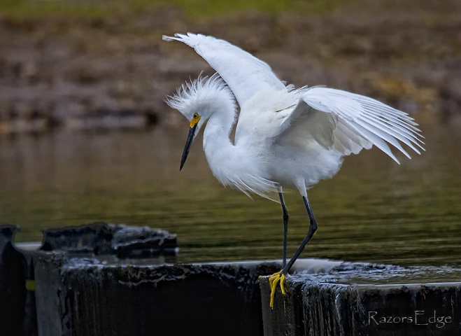 Dancing On The Edge