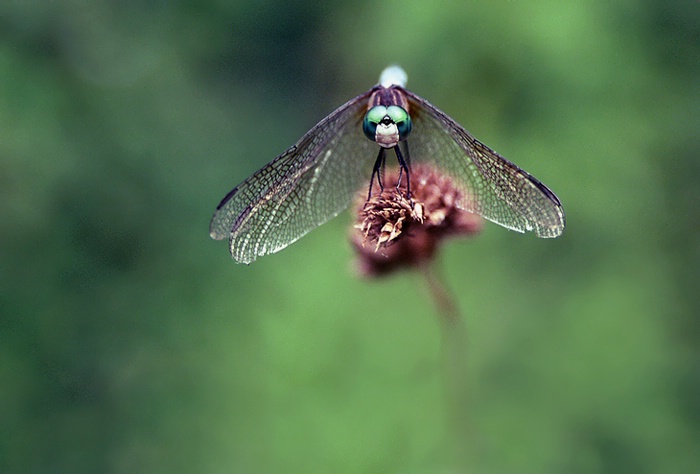 Dragonfly 