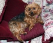 Pampered PUP