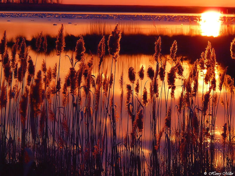 Through the reeds