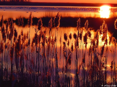 Through the reeds