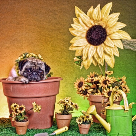 Sunflower or Pugflower?