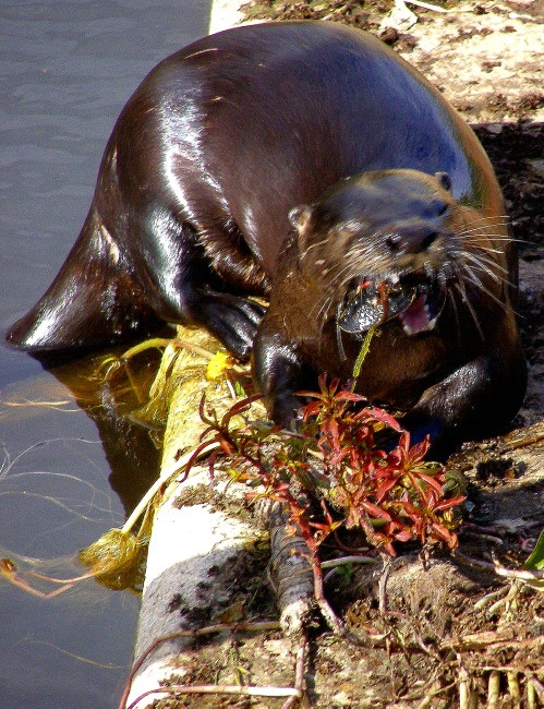 Otter 1