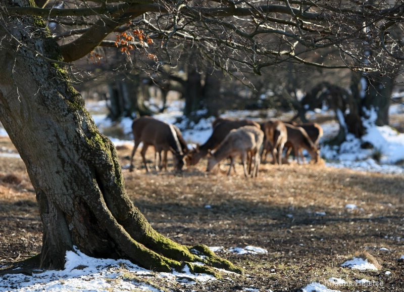 Winter-afternoon