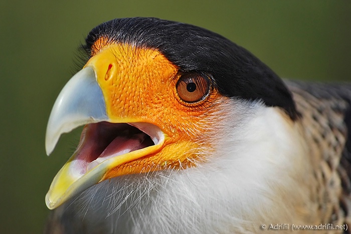 Crested Caracara