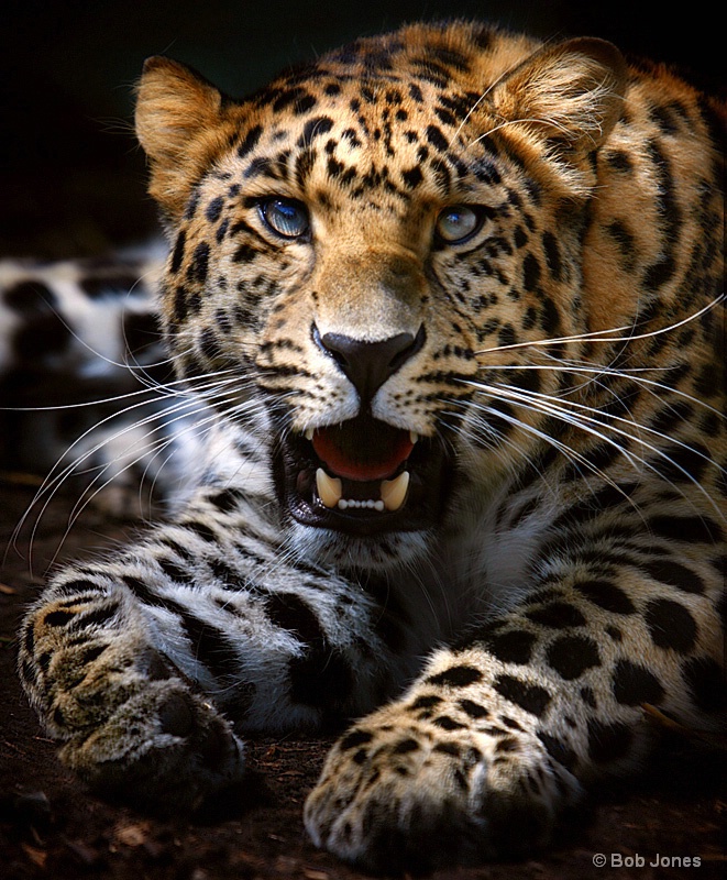 Face to Face With The Amur Leopard