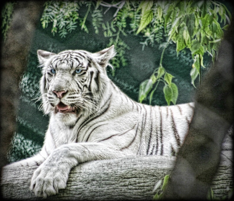 ~ White Tiger in a Tree ~ - ID: 7885952 © Trudy L. Smuin