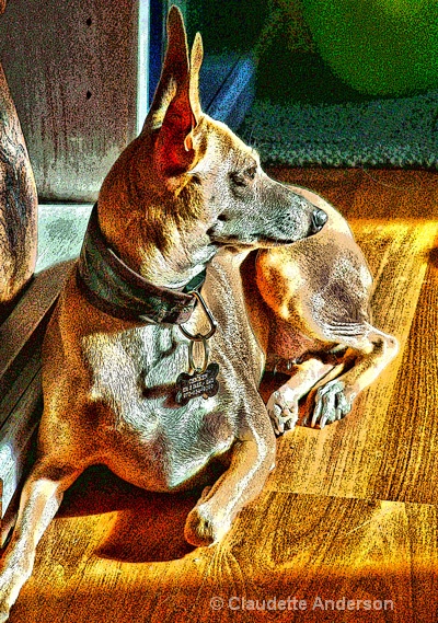 hound at attention