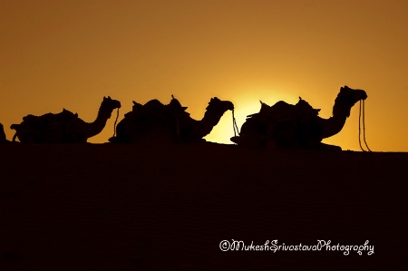 Synchronised Camels