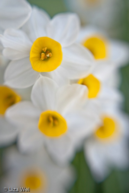 Daffodils (Lensbaby)