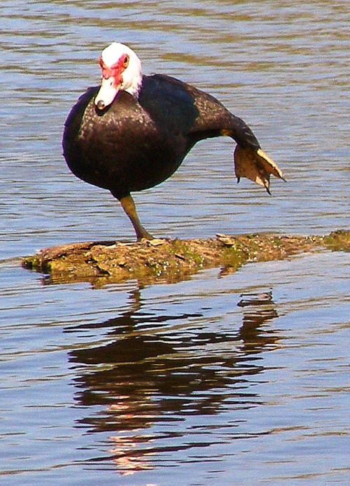 Duck Dancing?