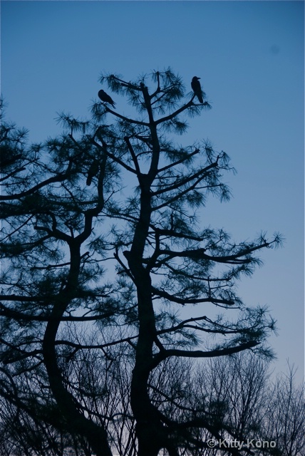 Crows in the Tree Tops at Dawn - YoYogi Park - ID: 7889038 © Kitty R. Kono