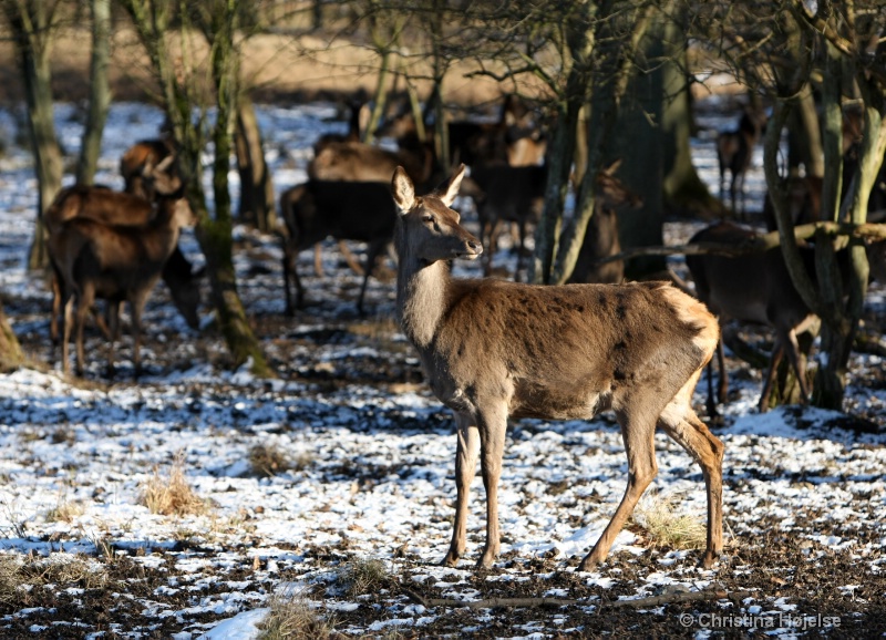 Red deer