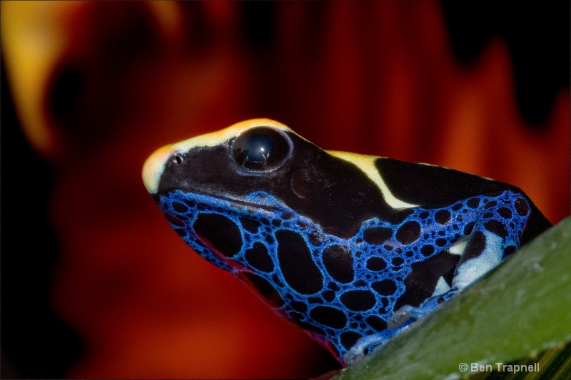 Dyeing Poison Arrow Frog (Dendrobates tinctorius)