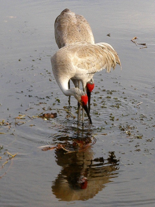 Sandhill Cranes 26