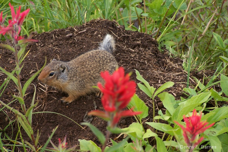 Columbian Ground Squirrel, Canada - ID: 7894250 © Denny E. Barnes