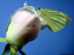 The love and the ...