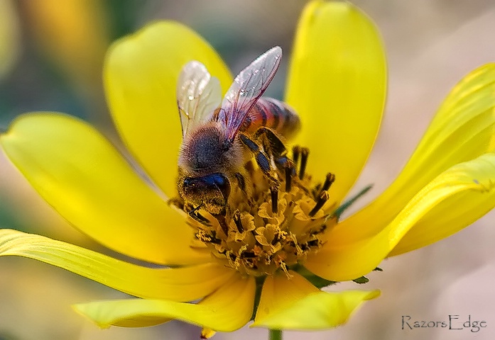 Pollen Face