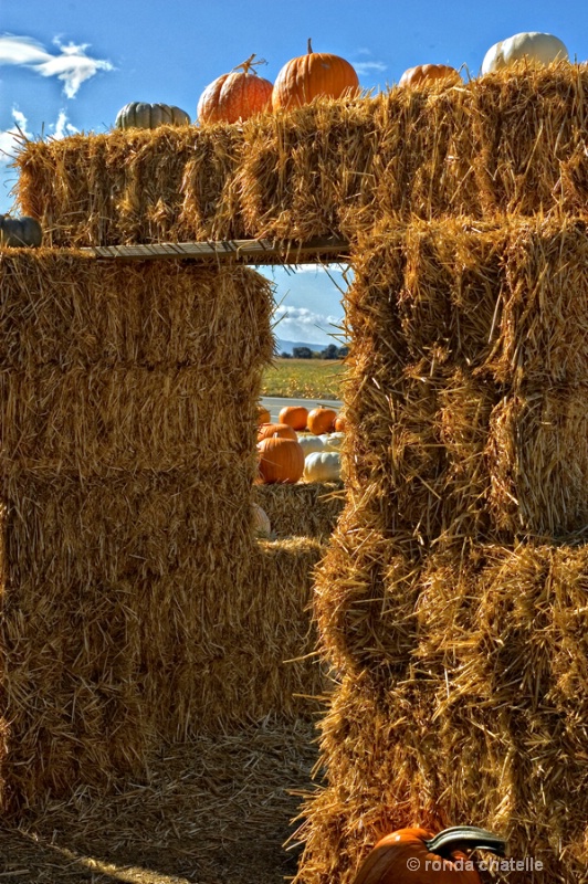 Pumpkin Patch