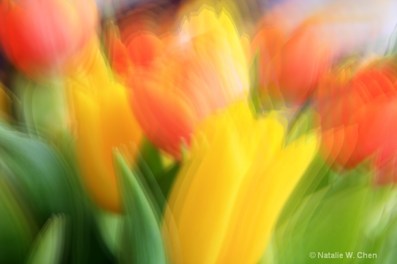 Tulips Dancing