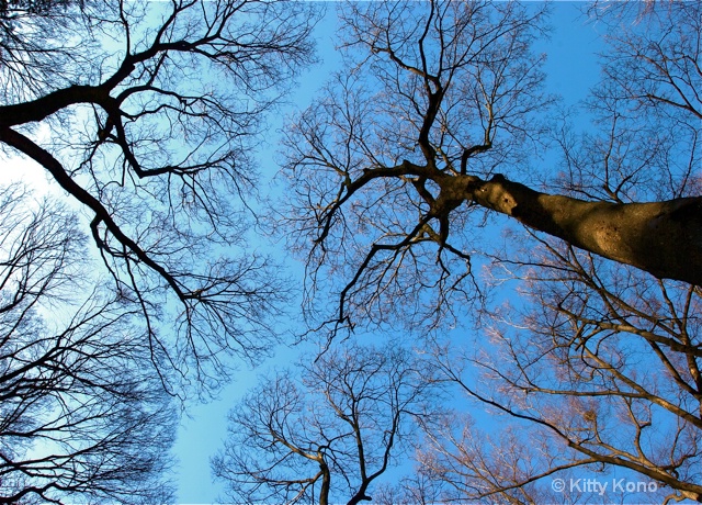 Tree Tops in Arisugawa Park