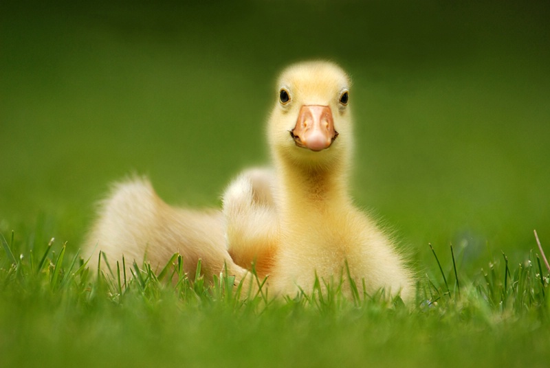 Spring Gosling