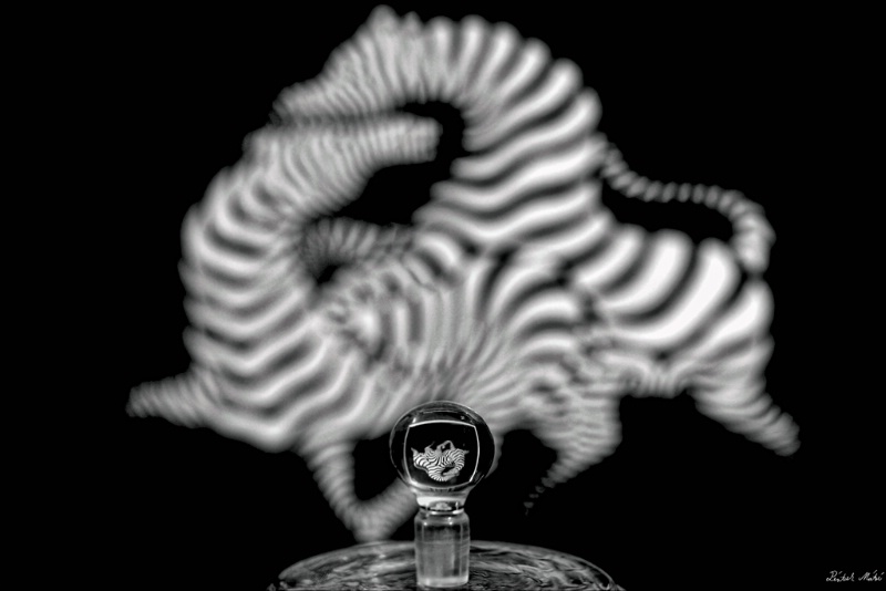 Glass zebra
