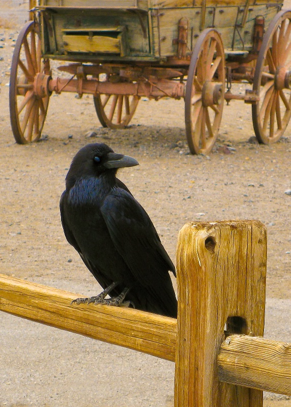 Death Valley Denizen:  the Raven