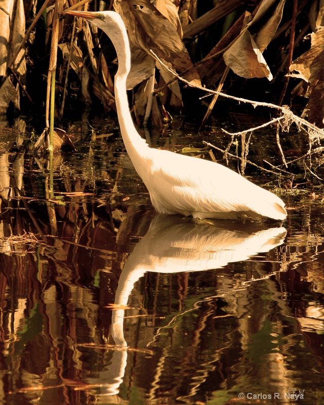 The Great Egret  - ID: 7899450 © Carlos R. Naya
