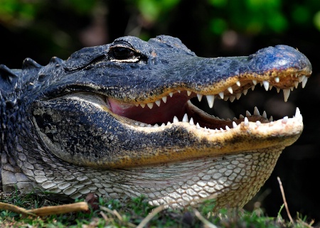 Smile Please 
