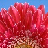 © Jeff Gwynne PhotoID # 7899762: Gerbera Daisy