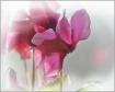 "Window Refle...