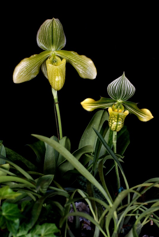 Two Lady Slippers