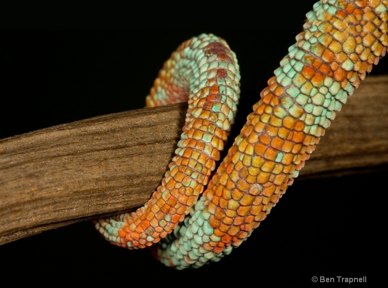 Nature's Mosaic Art - Panther Chameleon