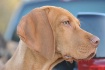 Portrait of a bea...