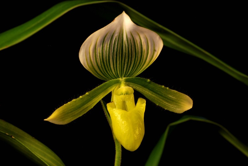 Lone Orchid