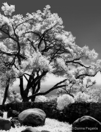 Magical Mystical Oaks...