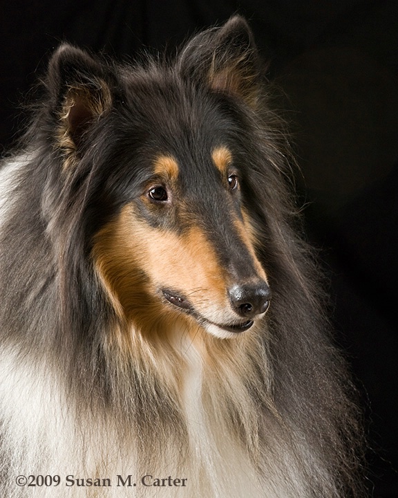 The Next  Lassie?