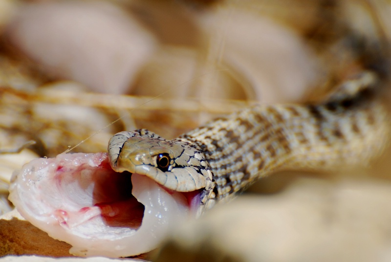 Water Snake