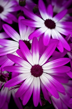 Cineraria